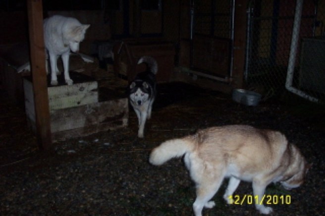 Jeri_&_Koda_11-2010_004_320x240