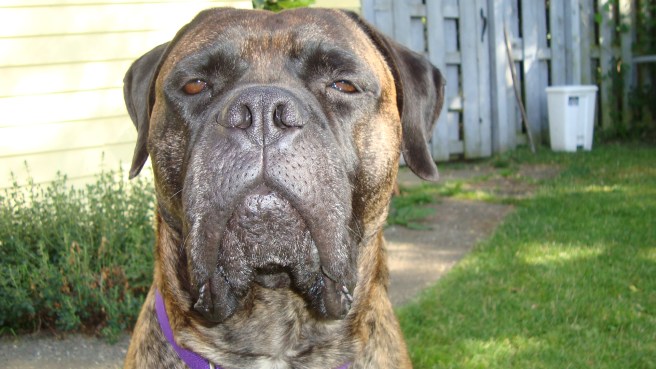 Iggy Portrait June 29, 2009 050