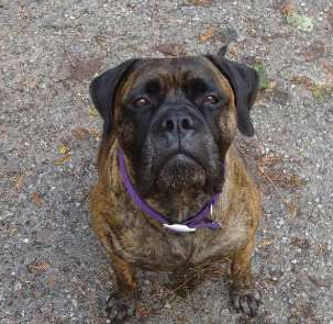 Iggy looking intense