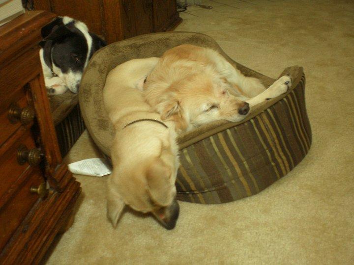 Nora, Satchmo, Water