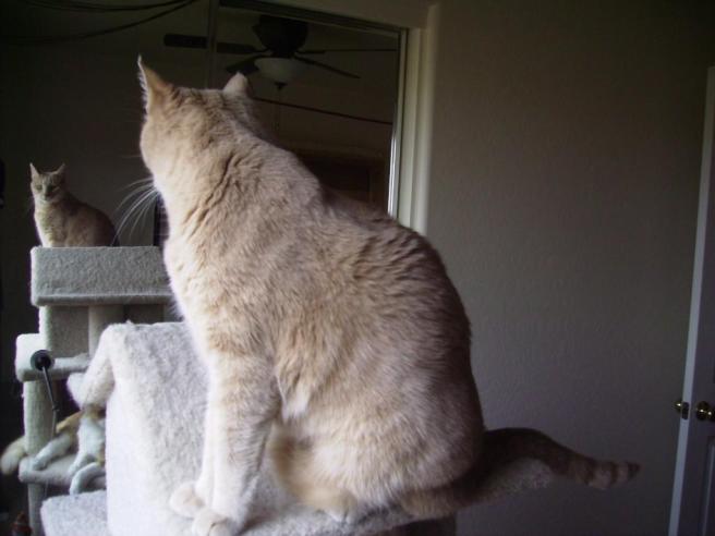 SANYO DIGITAL CAMERA