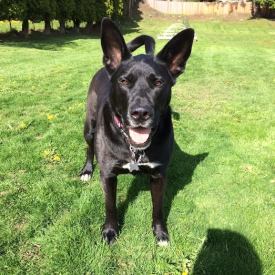 Millie, Boerbel / Border Collie mix.
