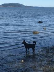 Ebey on the beach, after dog training.