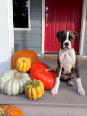 Lewis the Boxer Puppy