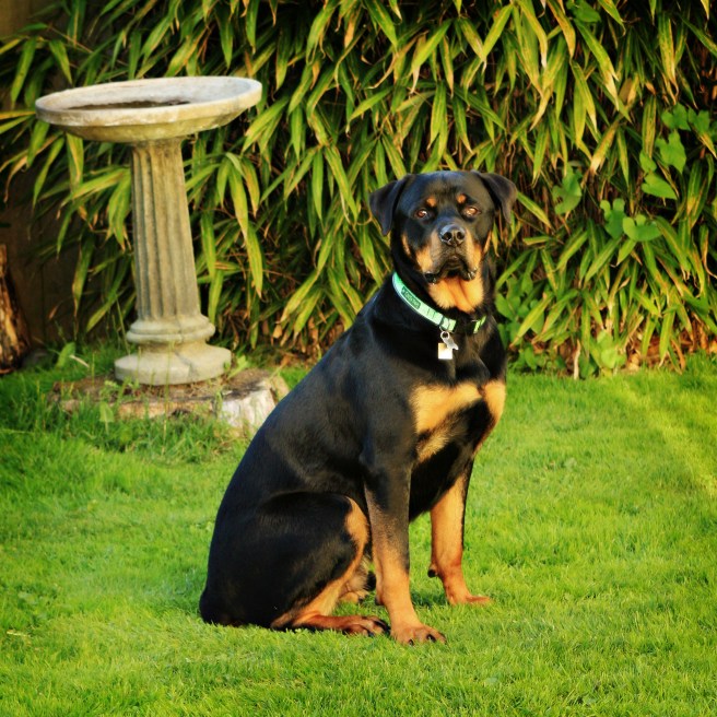 Rudy at home, June 2013.   Photo by Lesley Keefer