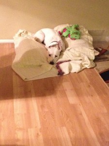 1484403_795163520540069_5523675261647784734_n