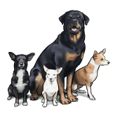 4 dog training to sit stay.