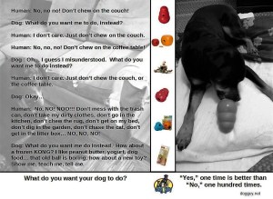 What do you want your dog to do meme