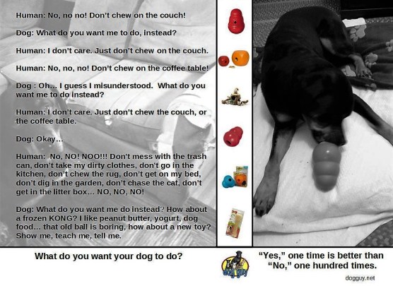 What do you want your dog to do meme