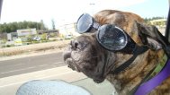 Bullmastiff trained to wear Doggles