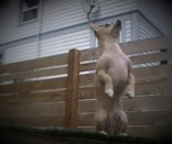 Chihuahua trained to sit up