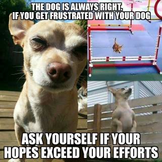 16716317_1258775107521194_7358534794610458556_o