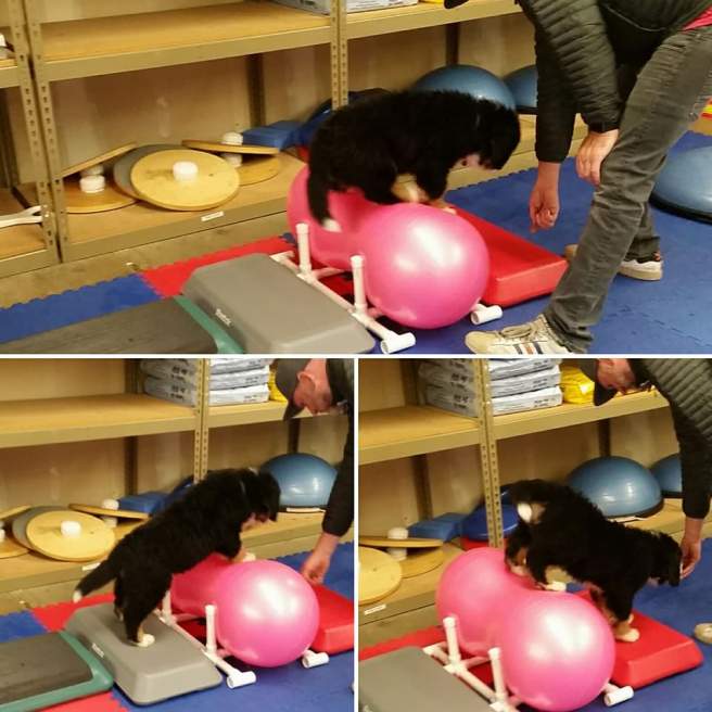 18765860_1368386319893405_8585947152860137096_n